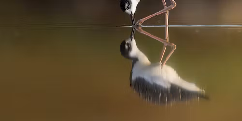 Ardenwood - Meet the Birds