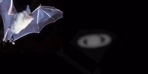 Summer Hols nature event that's FREE for kids: Stargazing & bat walk!