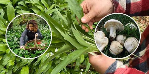 Spring Foraging Walk