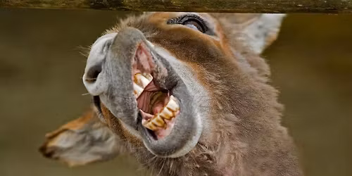 Ein Tag Tierpfleger MAXI