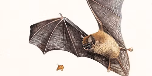 Bat and Moth Night, at RSPB Frampton