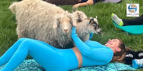 Goat Yoga - Quakertown PA!!