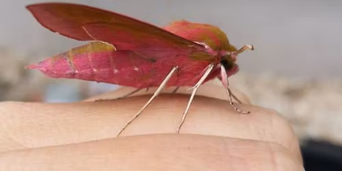 National Insect Week Family Day: Moth Trap