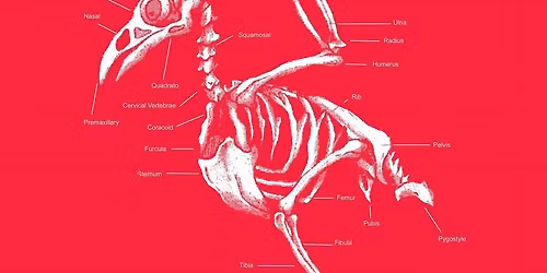 Album Release & Halloween Costume Party!!