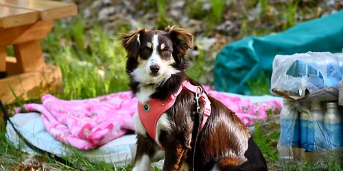 North End Trail Run\/Walk 2026