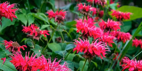 Herbal Allies: Bee Balm Soda