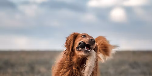 Temakurs: "Hjelp! Hunden min kommer ikke tilbake med ting! (apporttrening)"
