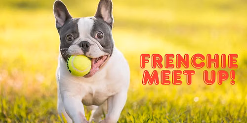 Frenchie Meet Up