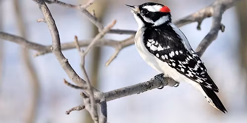 Beginner Birding Walk