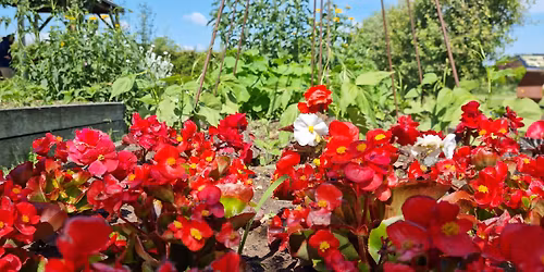 Jedl\u00e9 kv\u011bty