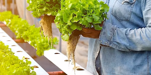 The Hydroponic Experience: A Hands-On Food Tech Adventure