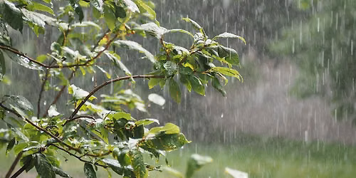 Rain Gardens 101 with EMSWCD at Stark