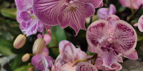 Orchids 101 Class