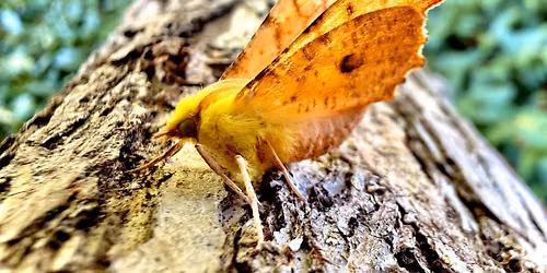 Moth Trapping at Attenborough Nature Reserve