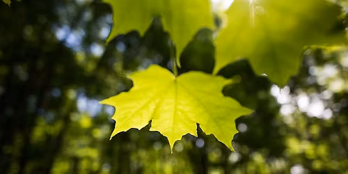 Spring Wildflowers: Wildflowers in the Sky