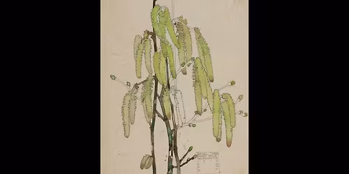 Twilight Tour - Mackintosh at The Hunterian