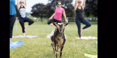 Goat Yoga at Springfield Manor 5/31
