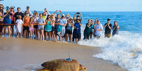Public Sea Turtle Release