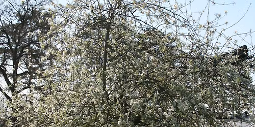 How to Choose the Best Trees for your Garden