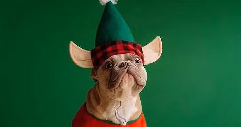 Santa Paws Christmas Toy Workshop: Festive Fun for Dogs & Humans