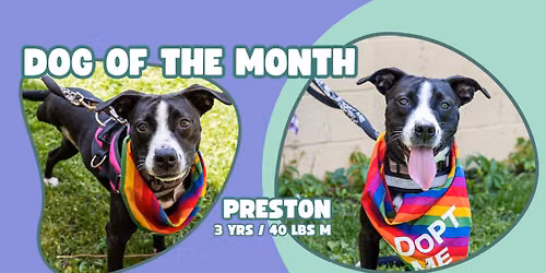 Adoption Event at Robinson's Ale House\/Titos "Dog Days of Summer"