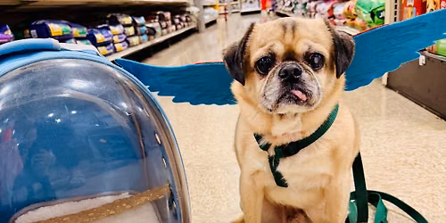 Tricks for Treats @ Petsmart West Town