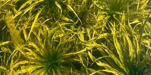 Water Soldier Information Night