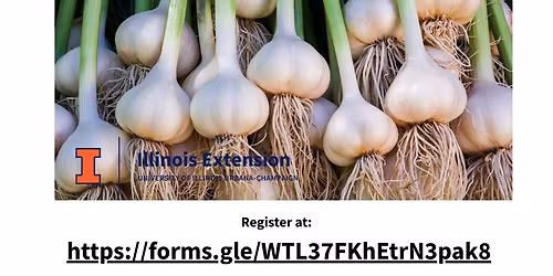 Growing Garlic | Now is the time to plant | Belvidere