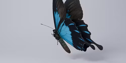 Lyric Opera of Kansas City: Madame Butterfly