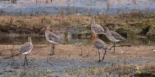 Hayling Oysterbeds - Coastal Birds (note this is replacing the previously advertised Ashley Walk)