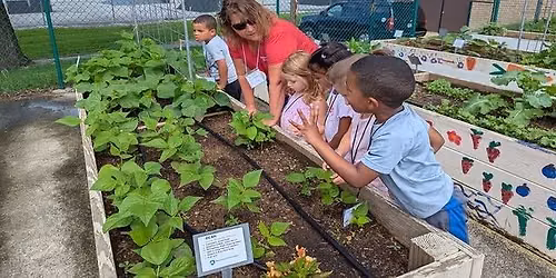 The Community Garden: From Sunshine to Salad