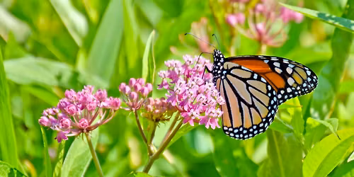 Native Plant Sale