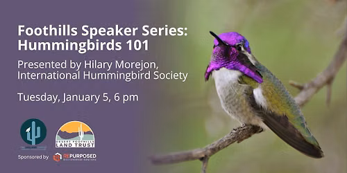 Foothills Speaker Series: Hummingbirds 101