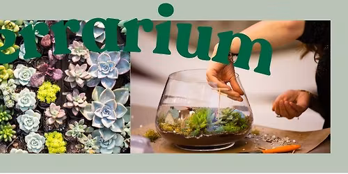 Terrarium ouvert de plantes grasses COMPLET