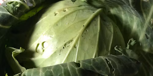 No Dig and Wicking Bed workshop