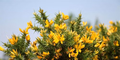 Wildlife Walk - Ham Common Nature Reserve