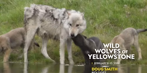 Doug Smith: Wild Wolves