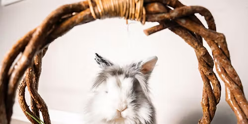 Easter Power Yoga with Bunnies for Teens and Adults