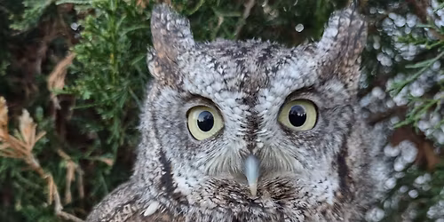 Winterfest Light Parade and Owl Meet and Greet