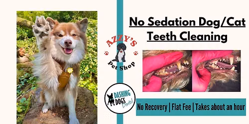 Professional Non- Anesthetic Dog & Cat Teeth Cleaning in Edmonton