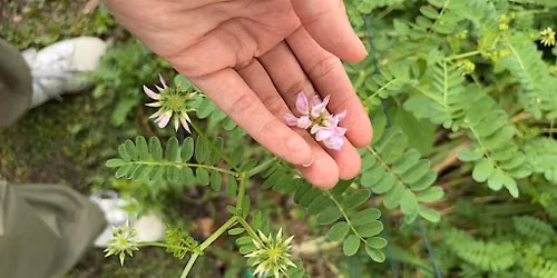 Nature in Your Neighborhood: Plants!