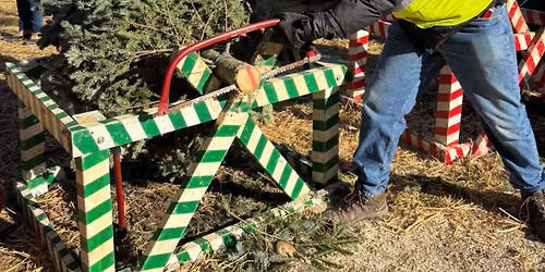 Opening Day Scout Tree Lot