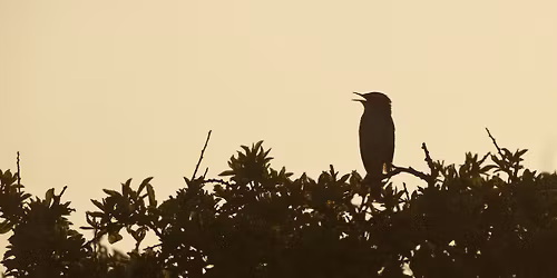 Langdon Dawn Chorus Walk