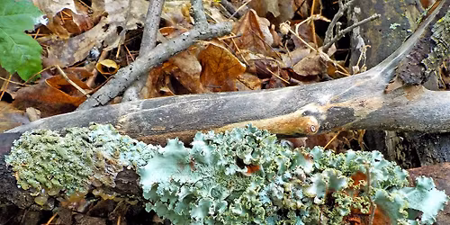 What to Like About Lichen