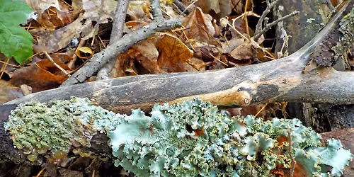 What to Like About Lichen