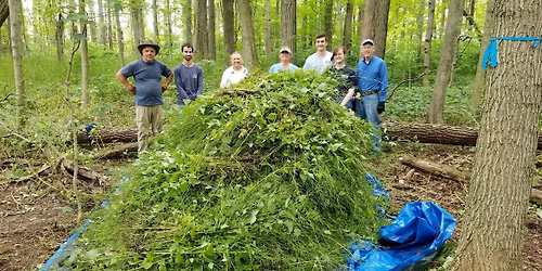 Garlic Mustard Pull at Meltzer Woods in Shelby County 4.29