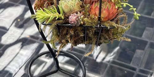 Sedum Mini Hanging Basket Workshop