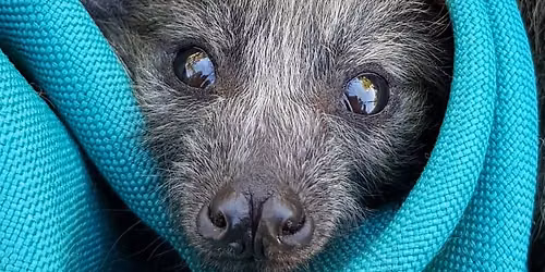 Orphaned Flying-fox Hand-rearing Training Workshop