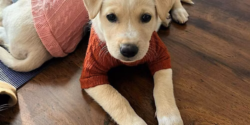 Pups & PJs Movie Night!