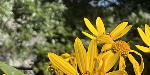 Fall Native Garden Tour